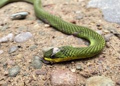 Erythrolamprus typhlus
