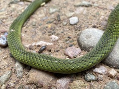 Erythrolamprus typhlus