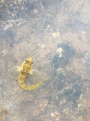 Parablennius tasmanianus