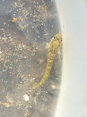 Parablennius tasmanianus