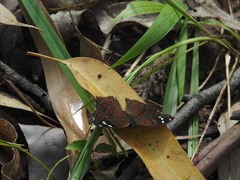 Junonia natalica natalica