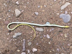 Erythrolamprus typhlus
