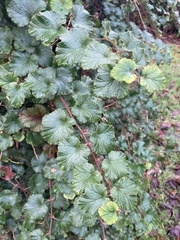 Rubus tricolor