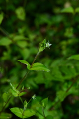 Stellaria reticulivena