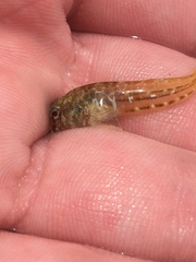 Parablennius tasmanianus