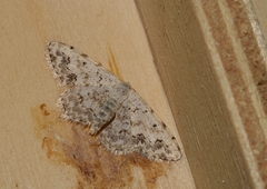 Scopula vigilata
