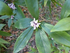 Daphne papyracea