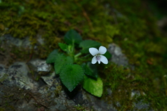 Viola adenothrix