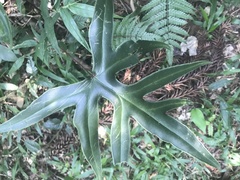 Doryopteris arifolia