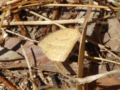 Eurema laeta