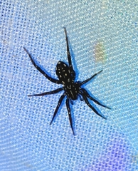 Nyssus albopunctatus