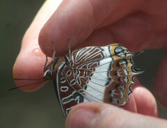 Charaxes brutus natalensis