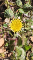 Sonchus oleraceus
