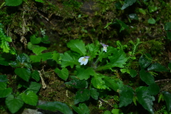 Mazus goodenifolius