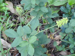 Eriosema parviflorum