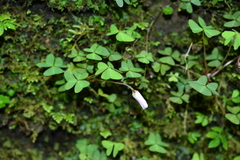 Oxalis griffithii