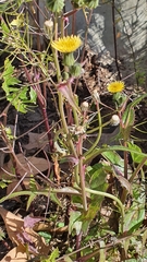 Sonchus oleraceus