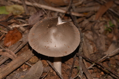 Amanita cheelii