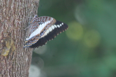 Charaxes brutus natalensis