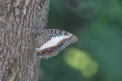 Charaxes brutus natalensis