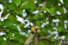 Schisandra arisanensis