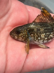 Aplodactylus arctidens