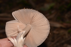 Amanita cheelii