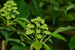 Trochodendron aralioides