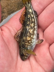 Aplodactylus arctidens