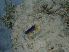 Stegastes leucostictus