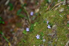 Viola formosana