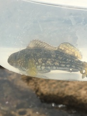 Aplodactylus arctidens