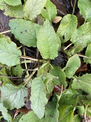 Symphytum grandiflorum