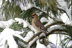 Bombycilla garrulus