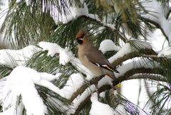 Bombycilla garrulus