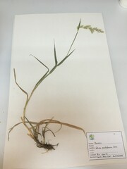 Lolium multiflorum