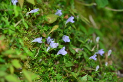 Strobilanthes rankanensis