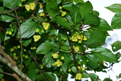 Schisandra arisanensis