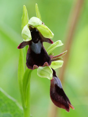 Ophrys insectifera