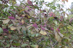 Callicarpa pedunculata