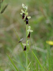 Ophrys insectifera