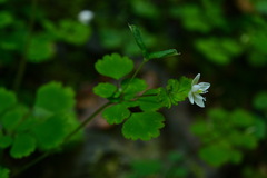 Dichocarpum adiantifolium