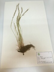 Festuca myuros