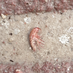 Arcitalitrus sylvaticus