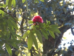 Rhododendron arboreum