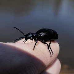 Meloe proscarabaeus