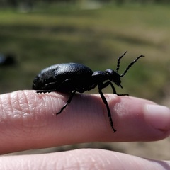 Meloe proscarabaeus