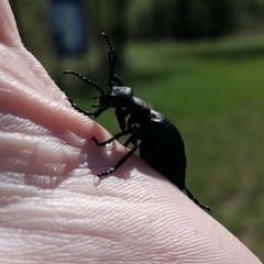 Meloe proscarabaeus