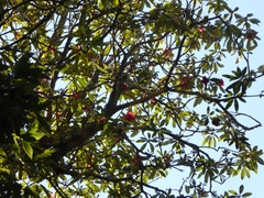 Rhododendron arboreum