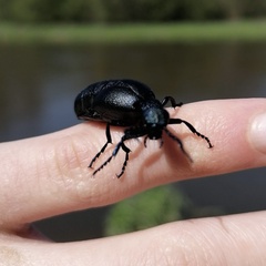 Meloe proscarabaeus